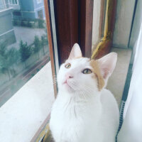 Tekir Kedi, Kedi  Karamel fotoğrafı