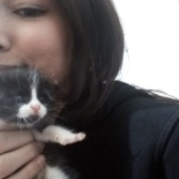 Bombay, Kedi  Belli deil fotoğrafı