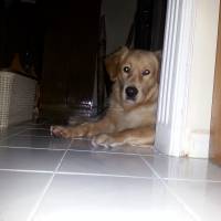 Golden Retriever, Köpek  Pars fotoğrafı