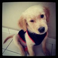 Golden Retriever, Köpek  Pars fotoğrafı