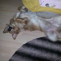 Golden Retriever, Köpek  Pars fotoğrafı