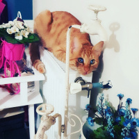 Sarman, Kedi  Mişa fotoğrafı