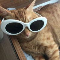 Sarman, Kedi  Chucky fotoğrafı