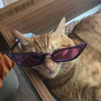 Sarman, Kedi  Chucky fotoğrafı