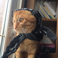 Sarman, Kedi  Chucky fotoğrafı