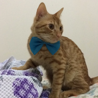 Sarman, Kedi  Chucky fotoğrafı