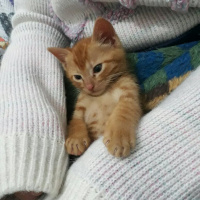 Sarman, Kedi  Chucky fotoğrafı