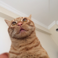 Sarman, Kedi  Chucky fotoğrafı