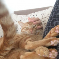 Sarman, Kedi  Chucky fotoğrafı