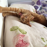 Sarman, Kedi  Chucky fotoğrafı