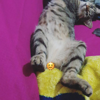 Tekir Kedi, Kedi  Toprak fotoğrafı
