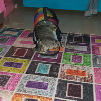 Tekir Kedi, Kedi  Toprak fotoğrafı