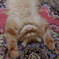 Sarman, Kedi  Miu fotoğrafı