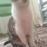 Sarman, Kedi  Poseidon fotoğrafı