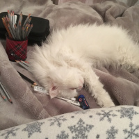 Chinchilla, Kedi  Prenses fotoğrafı