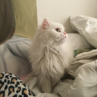 Chinchilla, Kedi  Prenses fotoğrafı