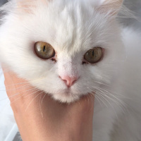 Chinchilla, Kedi  Prenses fotoğrafı