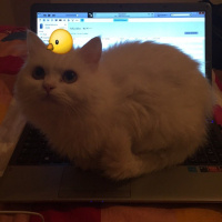 Chinchilla, Kedi  Prenses fotoğrafı