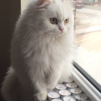 Chinchilla, Kedi  Prenses fotoğrafı