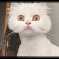 Chinchilla, Kedi  Prenses fotoğrafı