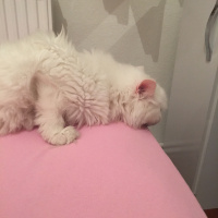 Chinchilla, Kedi  Prenses fotoğrafı