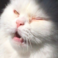 Chinchilla, Kedi  Prenses fotoğrafı