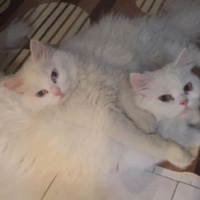 Chinchilla, Kedi  Prenses fotoğrafı
