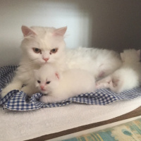 Chinchilla, Kedi  Prenses fotoğrafı