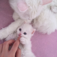 Chinchilla, Kedi  Prenses fotoğrafı
