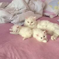 Chinchilla, Kedi  Prenses fotoğrafı