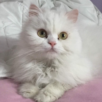 Chinchilla, Kedi  Prenses fotoğrafı