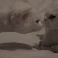 Chinchilla, Kedi  Prenses fotoğrafı