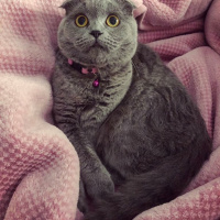 Scottish Fold, Kedi  Gümüş fotoğrafı
