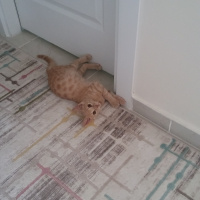 Tekir Kedi, Kedi  TARÇIN fotoğrafı