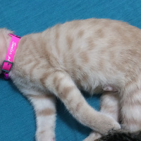 Tekir Kedi, Kedi  TARÇIN fotoğrafı