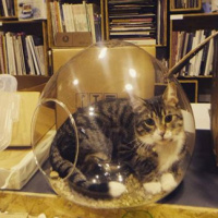 Tekir Kedi, Kedi  ROGER fotoğrafı