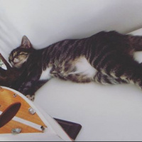 Tekir Kedi, Kedi  ROGER fotoğrafı