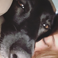 Labrador Retriever, Köpek  BİA fotoğrafı