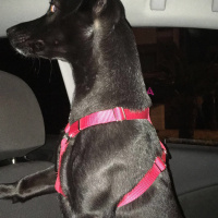 Labrador Retriever, Köpek  BİA fotoğrafı