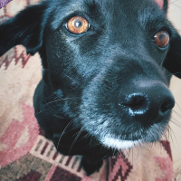 Labrador Retriever, Köpek  BİA fotoğrafı