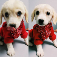 Golden Retriever, Köpek  Maşha fotoğrafı