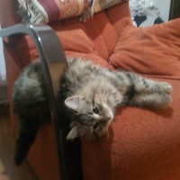 Tekir Kedi, Kedi  Minnak fotoğrafı
