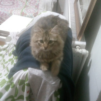 Tekir Kedi, Kedi  Minnak fotoğrafı