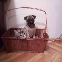 Pug, Köpek  mathilda fotoğrafı