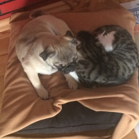Pug, Köpek  mathilda fotoğrafı
