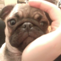 Pug, Köpek  mathilda fotoğrafı