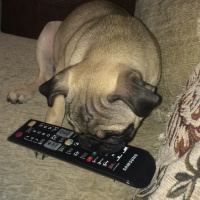 Pug, Köpek  mathilda fotoğrafı