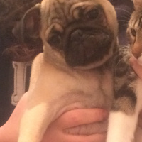 Pug, Köpek  mathilda fotoğrafı