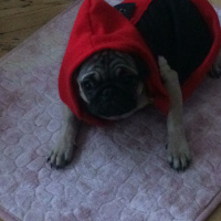 Pug, Köpek  mathilda fotoğrafı