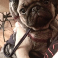 Pug, Köpek  mathilda fotoğrafı